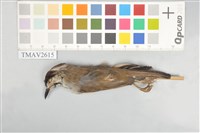 藏品(冠羽畫眉)的圖片